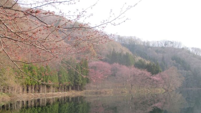 中綱湖のさくら 咲きました!