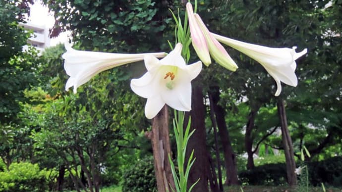 ユリの花が咲き、ミンミンゼミが歌っていました