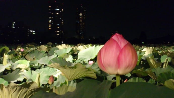 2020夏の宵