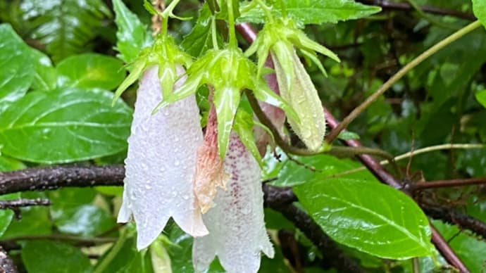 雨の散歩路を歩きました!