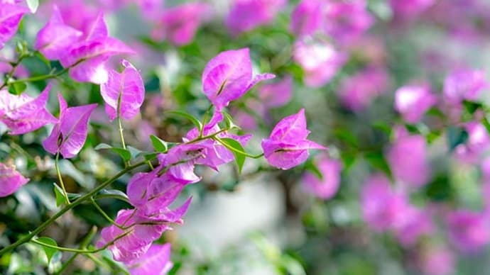 花と蝶