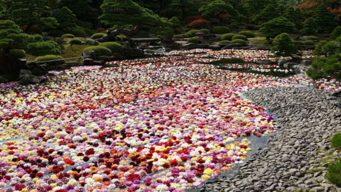 島根県の大根島　　由志園　　１０万輪の池泉天竺牡丹（てんじくぼたん）（ダリアの和名）