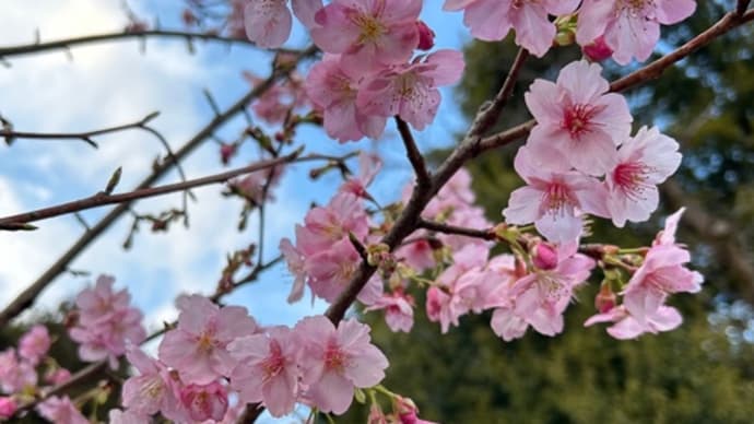 「桜満開🌸」