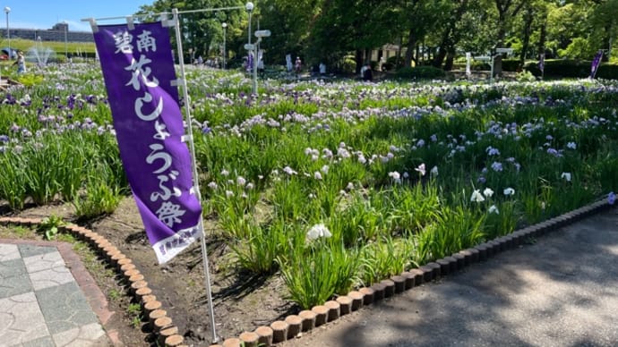 油ヶ淵水辺公園 花しょうぶ園
