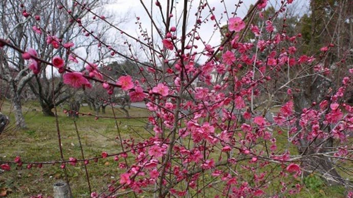 奈良民族博物館（大和民俗公園）の梅と蝋梅