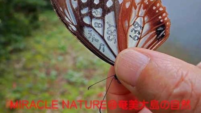 2020年度アサギマダラ再捕獲情報 №４