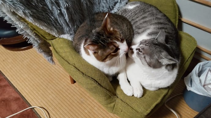 おやすみなさい
