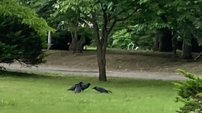 【注意】カラスの巣立ち 本日の授業風景