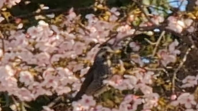 河津桜とムクドリ、ショートビデオ♫