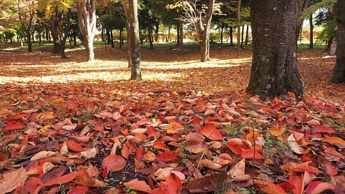 ★信州スカイパークの紅葉③（ソメイヨシノの葉っぱが綺麗）2022