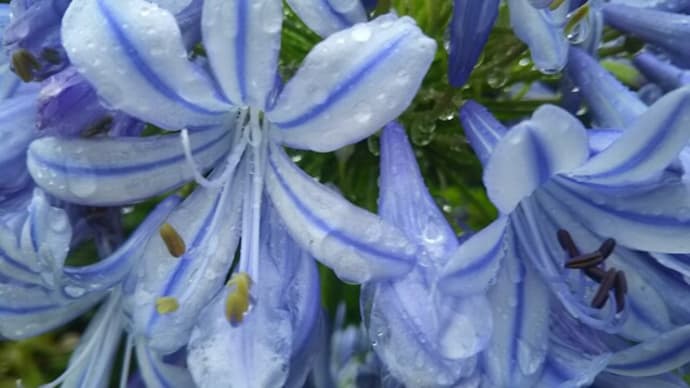 初夏の花・華コレクション2023/これからオススメ、雨の中の美しい花①
