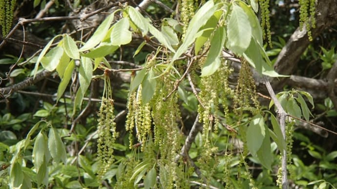 道端のお花 キブシ