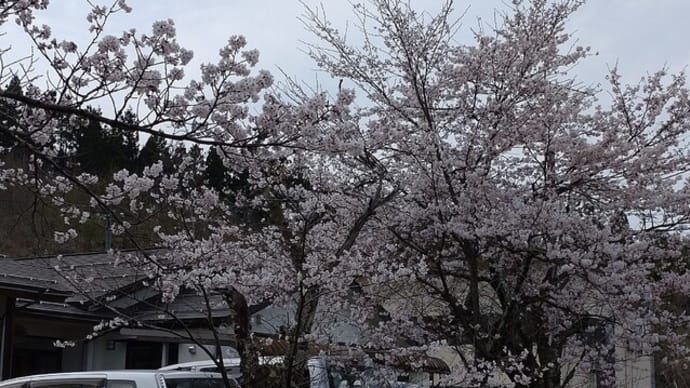 桜の開花、一気に咲きました～