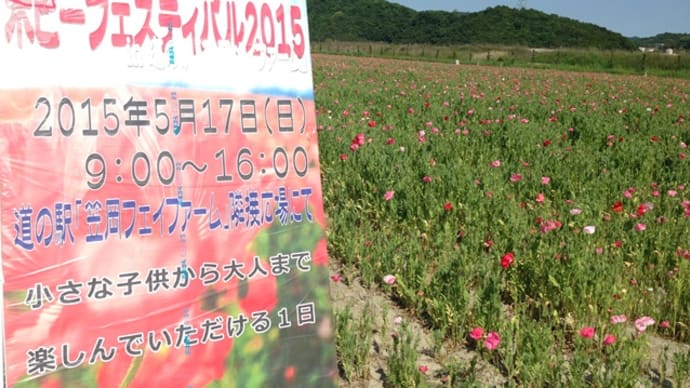 GWが終了した 道の駅笠岡ベイファームのポピー