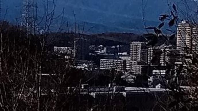 南ちゃんの里山の手入れ活動