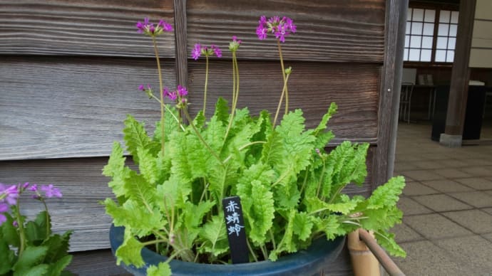 ☆桜の咲くころ * 「くらしの植物苑」の植物