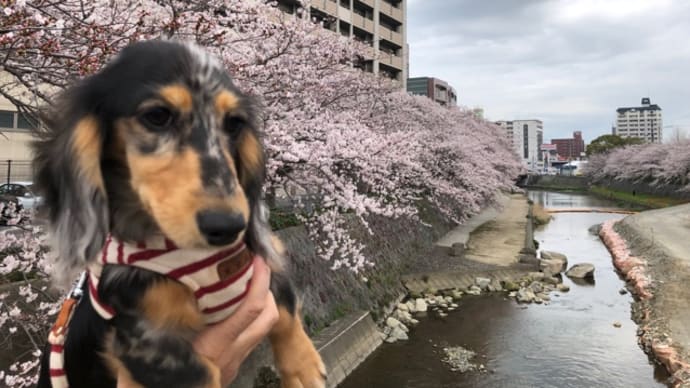 北九州桜