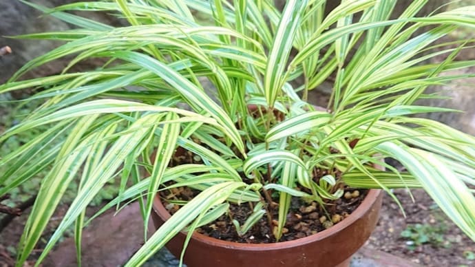風情のある風知草