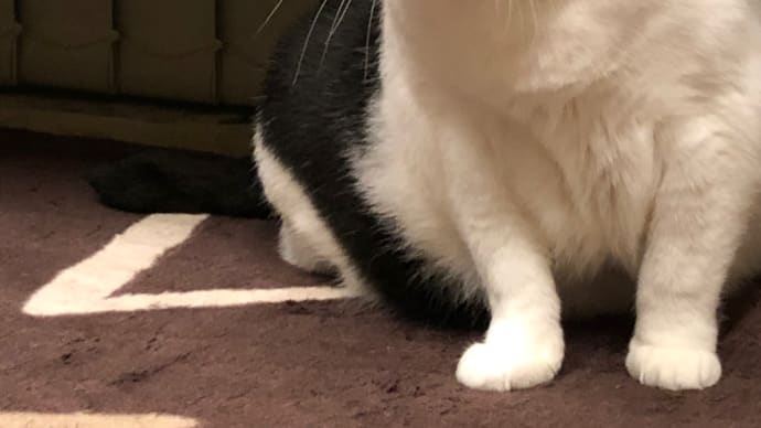 もう飛び付かなくなったなぁ…。