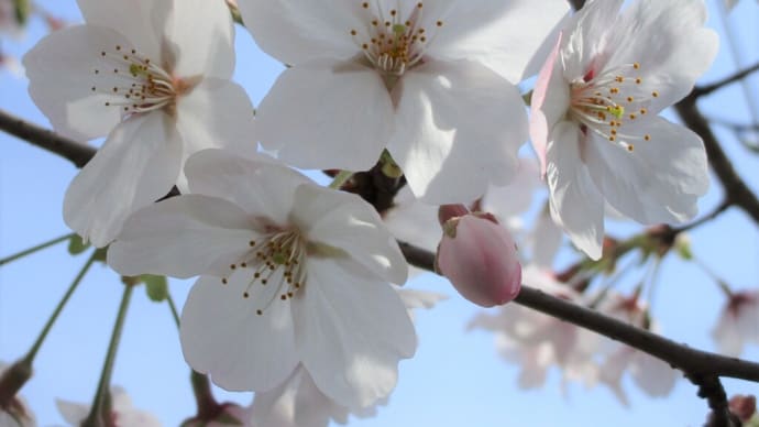桜🌸を見に散歩　20240408