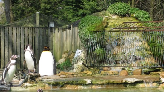 ペンギンの柵
