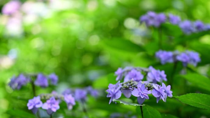 八重の紫陽花