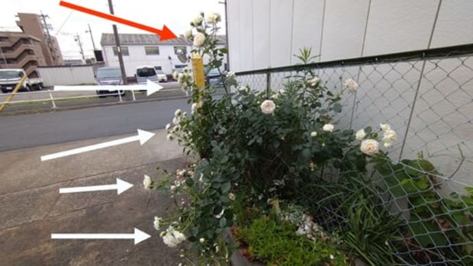 雨が降る前にばら子さんの強引手入れ!