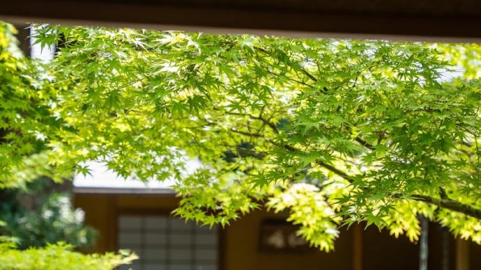 その時を待つ【一条恵観山荘】紫陽花の季節はもうすぐ