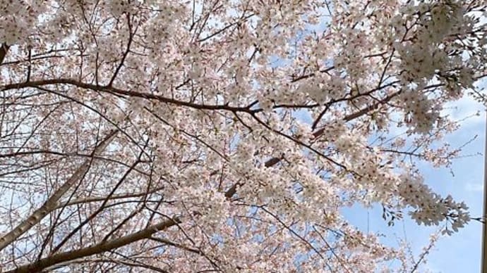 朝の2度寝と桜。
