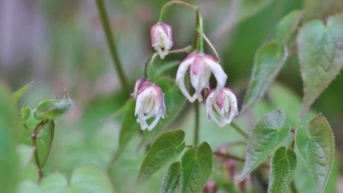 森野旧薬園の魅力紹介 その2!・・・様々な薬草花