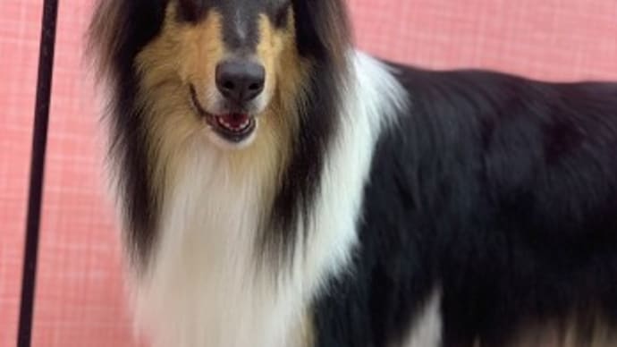 ふっちゃん ビフォーアフター
