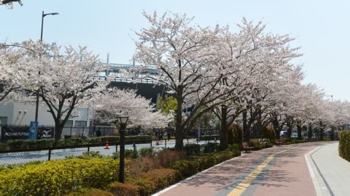 06-Apr-19　スタジアム通りの桜は綺麗…対清水エスパルス