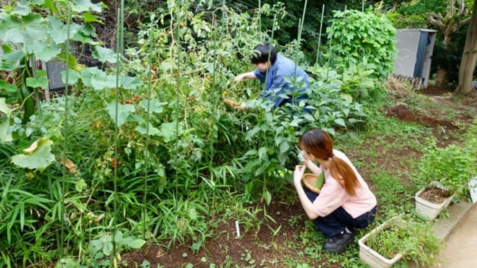 自分達で育てた野菜は美味い!
