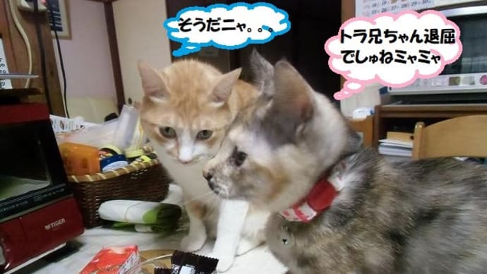 お正月のご馳走楽しみだニャ😹