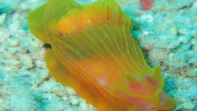 ウミウシも健在