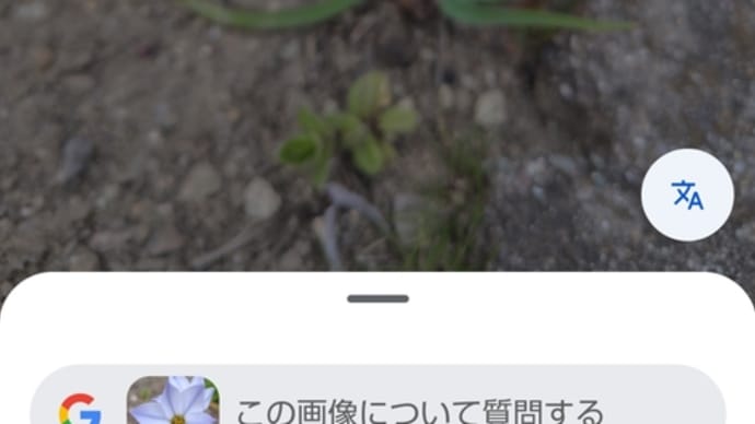 ハナニラ