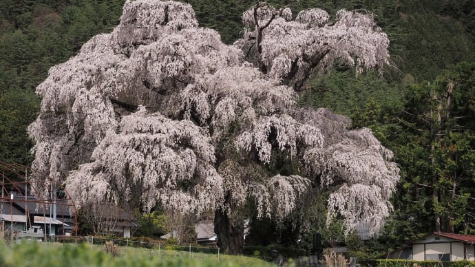 ★安曇野市の桜🌸(三郷北小倉の枝垂れ桜①)2022