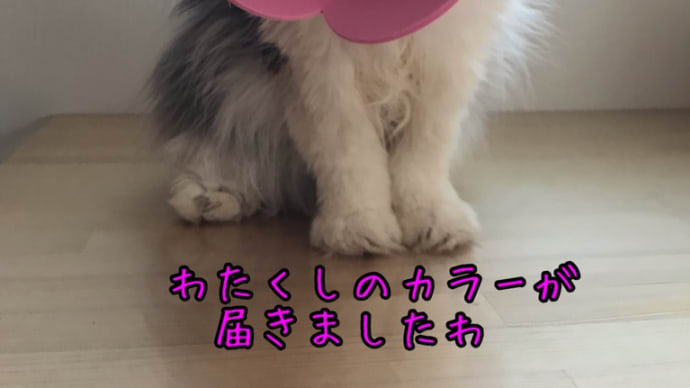 お花の妖精
