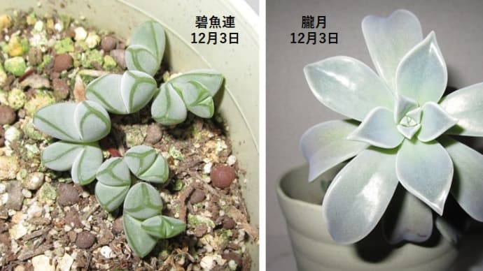 碧魚連と朧月 多肉植物だより12月