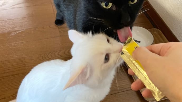 トノとヒメ、とろリッチぶりに舌鼓