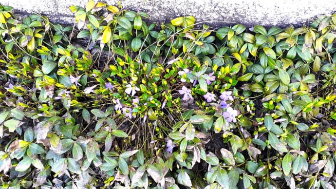 お花で一休み(186) グランドカバーでよく見かける花