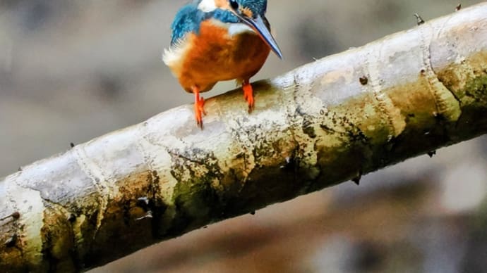 シンガポール(9日目)… 雨のPasir Ris Park で Kingfisher 三昧