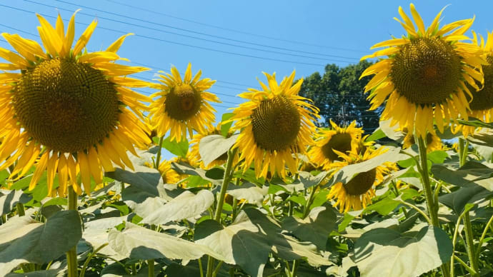 柏市　あけぼの山農業公園　ひまわり