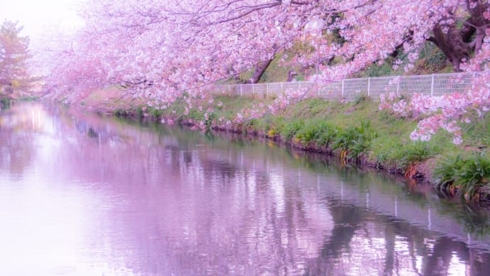 袋井用水の桜