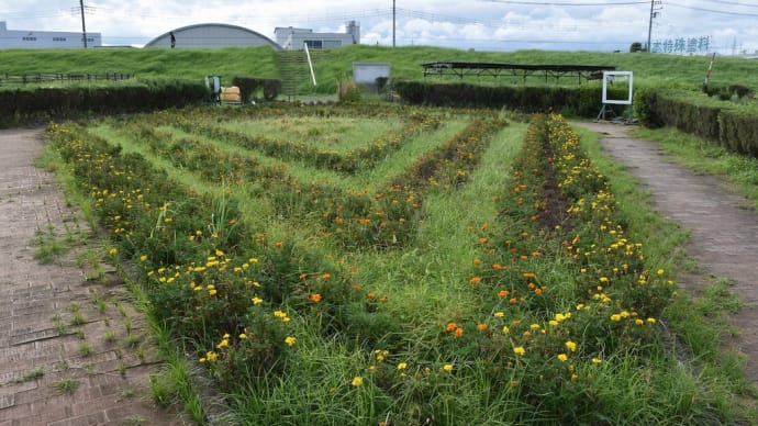 ジニア・コスモス狩り 神奈川県平塚市馬入 イシックス馬入のお花畑(2)寂しいマリーゴールド