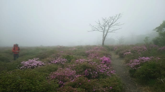 １５日．高千穂峰のミヤマキリシマ開花状況を偵察に