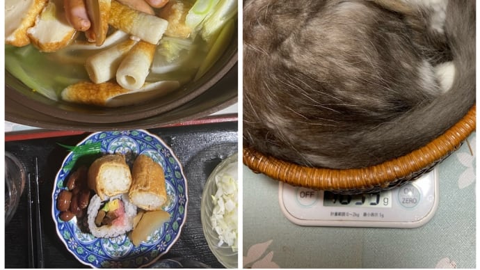 寒いので今夜は鍋😸蛍ちゃんは体重1キロ超え㊗️