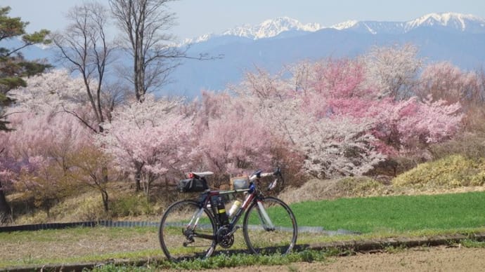  ご近所のお花見ポタ、その2、北熊井城址の天空の一本桜他
