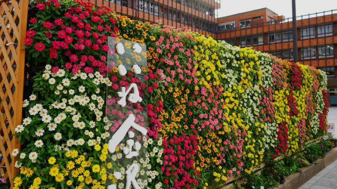 ●金沢市役所の花　ジニアの立体花壇　しいのき迎賓館