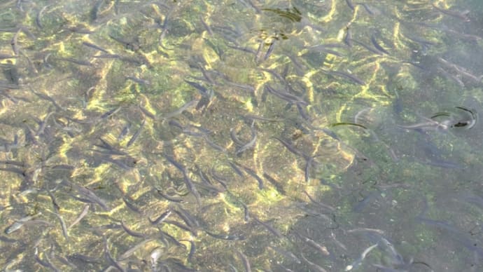 魚が元気です